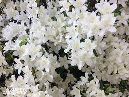 How to choose the best shrubs for shade in your garden. Flowering Shrubs For Shade Top Picks For The Yard Garden