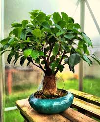 Image result for Ficus religiosa