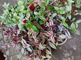 Pin On Beautiful Plants