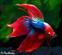 I got a new veiltail betta fish named inferno, so i had to draw him. Aquariumfish Net