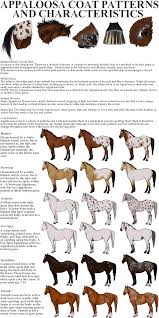 Appaloosa Patterns And Characteristics By Squirrelytodd Deviantart Com On Deviantart Appaloosa Horses Horse Coloring Horse Markings