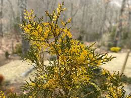 Image result for Hetaeria occidentalis