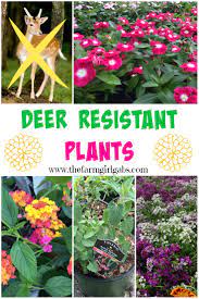 We did not find results for: What Kind Of Plants Are Deer Resistant Hno At