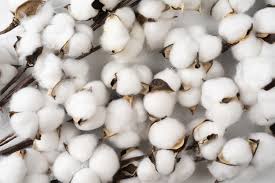 Cotton, weaving a better future