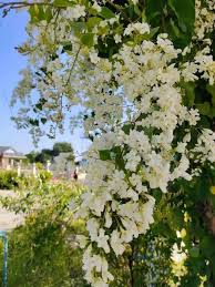 Pokok bunga kekwa (bahasa inggeris: Pokok Bunga Wangi Yg Paling Malaysia Online Nursery Facebook
