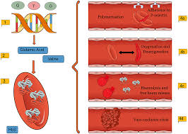 Frontiers In Utero Therapy For The Treatment Of Sickle Cell Disease Taking Advantage Of The Fetal Immune System Cell And Developmental Biology