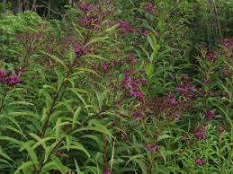 Image result for Ethulia vernonioides