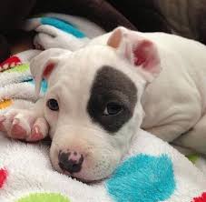 Black And White Pit Bull Puppies White Nose Pit With Black Spot Cute Animals Cute Puppies Puppies
