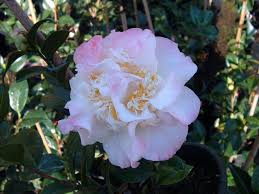 Camellia Japonica Ballet Dancer Japonica Camellia Camellia Flower