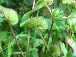 Image result for Cyanotis sp. aff. C. lapidosa