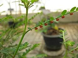 Image result for Phyllanthus