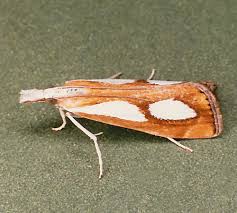Image result for Catoptria pinella