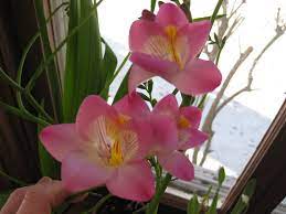 How To Force Freesia Bulbs Flower Garden Design Bulbs Garden Design Indoor Flowering Plants