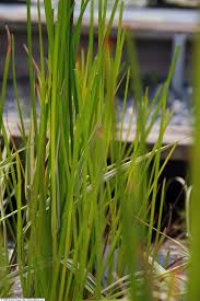 Image result for Eleocharis atropurpurea