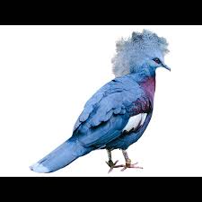 Image result for Scleria poiformis