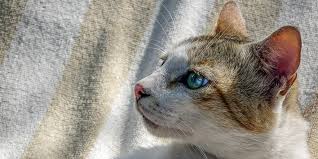 Until the pain becomes severe, you may not notice anything is wrong with your cat. Feline Leukaemia Virus Felv International Cat Care