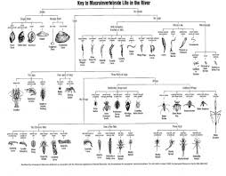 aquatic invertebrate identifications biobus