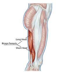 The first choice for professional athletes worldwide. Biceps Femoris The Definitive Guide Biology Dictionary