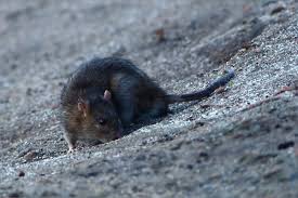 5.8 electric traps on the station, the bait or rodenticide is only accessible to rats. How To Get Rid Of Rats Without Poison A Humane No Kill Approach To Rat Control Dengarden