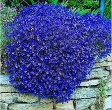 100 Pcs Bag Creeping Thyme Seeds Or Multi Color Rock Cress Seeds Perennial Flower Seeds Groun Beautiful Flowers Garden Ground Cover Plants Flowers Perennials