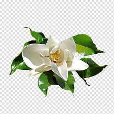 Image result for ficus elastica flower