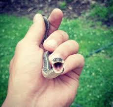 Snakes usually only bite when picked up, so we wear gloves. Picked Up An Angry Garter Snake Today Imgur