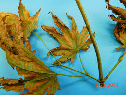 Is a common disease problem occurring on maples caused by the common soil fungus verticillium spp. Japanese Maple Leaf Scorch Plantdoc