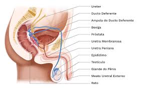 A Fertilidade do Homem | IPGO