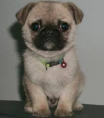 Vodafone Pug Dog Price In India Discover more posts about dog, puppy, pet, puppies, animal, parkour, and pug. vodafone pug dog price in india
