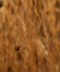 Image result for Chloris roxburghiana