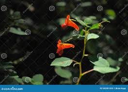 Image result for Impatiens gomphophylla
