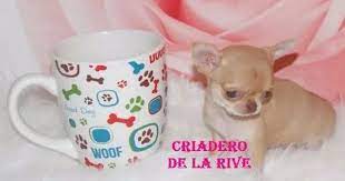 Hermosos Cachorros Chihuahua Cabeza De Manzana Mini Chihuahua Cabeza De Manzana Cachorros Chihuahua Cachorros