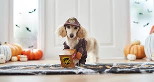 Funny Cute And Spooky Small Dog Costumes