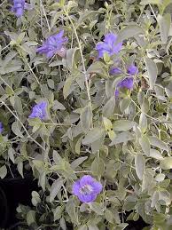Image result for Ruellia praetermissa