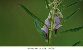 Image result for Sesamum alatum