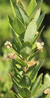 Image result for Gerrardinaceae