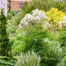 Image result for Thalictrum rhynchocarpum