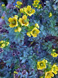 Ruta Graveolens Ruda Sudamerica Beautiful Flowers Plants Flowers