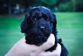 Check spelling or type a new query. First Generation Cockapoo Puppies For Sale Ready For A Home Soon For Sale In Raleigh North Carolina Classified Americanlisted Com