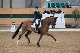 Federation grand prix impetus package. Ebreichsdorf Deutsche Favoritinnen Setzen Sich Durch Victoria Max Theurer Tolle Dritte Niederosterreichischer Pferdesportverband