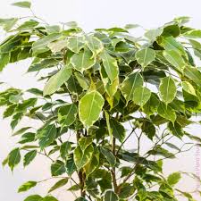 Image result for Ficus variifolia