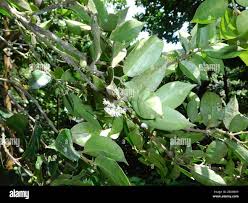 Image result for Cassipourea