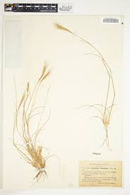 Image result for Aristida congesta