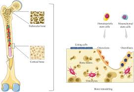 Translate from english to malay. Frontiers Adult Stem Cells For Bone Regeneration And Repair Cell And Developmental Biology