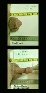 File:Stretched penis length.jpg - Wikimedia Commons
