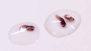 Top 8 best mosquito killers. Thyme Oil And Corn Starch Prove Deadly For Mosquito Larvae Scidev Net