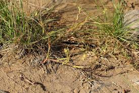 Image result for Commelina subulata