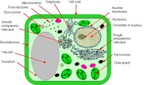 What is the shape of animal cell. Plant And Animal Cells Science Blitz