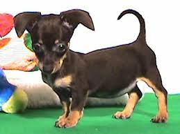 Pin By K Nigel Holderby On The Cuteness It Hurts Chiweenie Puppies Chiweenie Puppies And Kitties