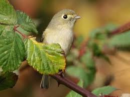 Image result for Wahlenbergia huttonii